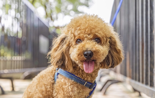 犬類口腔保健 犬類口腔保健