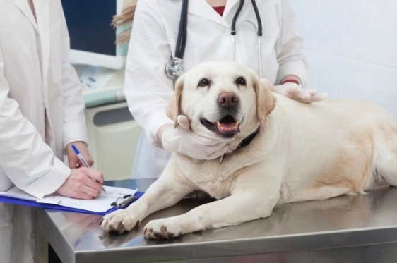 犬心孢蟲治療 犬心孢蟲治療