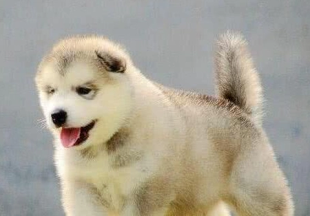 狗白色蟲子 狗白色蟲子