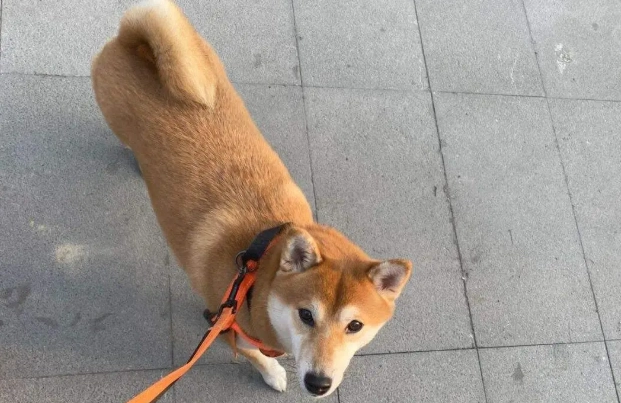 貴賓狗行為 貴賓狗行為