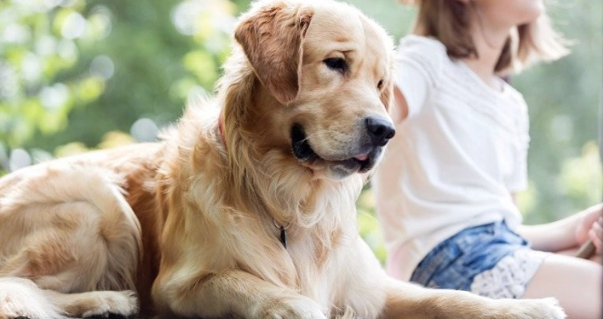 犬疥癬蟲治療 犬疥癬蟲治療