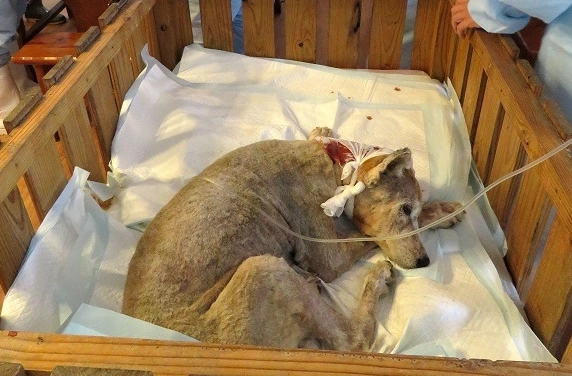 寵物安樂死服務 寵物安樂死服務