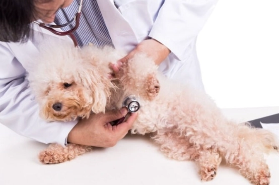 犬心寶不良反應 犬心寶不良反應