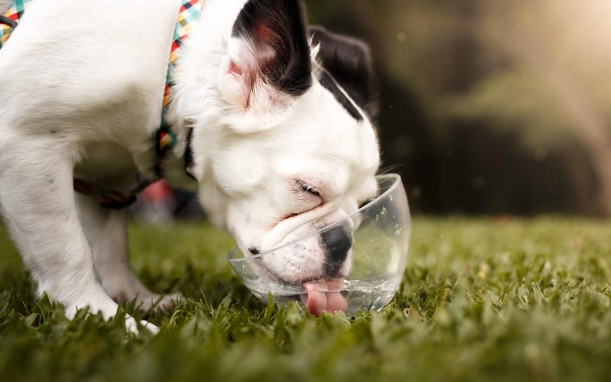 短吻犬呼吸評估 短吻犬呼吸評估
