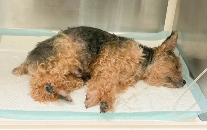 狗腎衰竭臨終症狀 狗腎衰竭臨終症狀