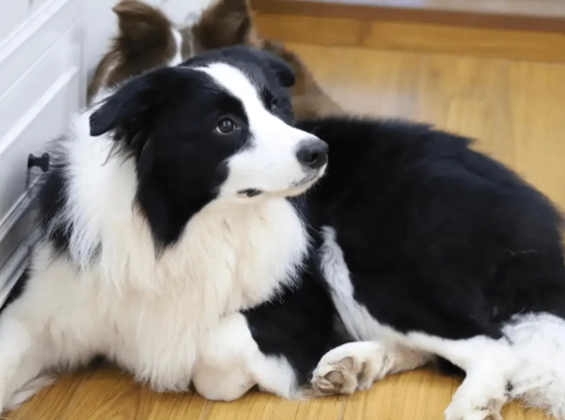 狗神經炎症狀 狗神經炎症狀