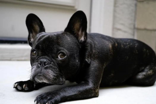 法國鬥牛犬皮膚問題 法國鬥牛犬皮膚問題