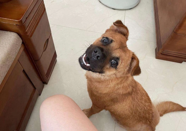犬前庭神經炎治療 犬前庭神經炎治療