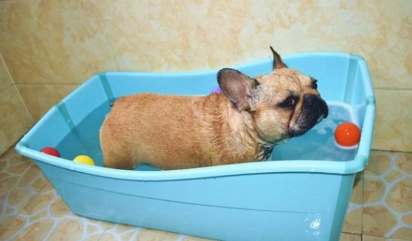 法鬥犬护理 法鬥犬护理
