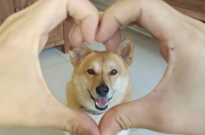 狗皮膚腫塊 狗皮膚腫塊