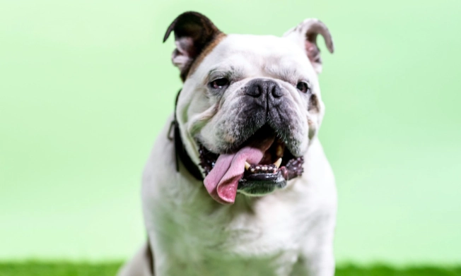 短吻犬呼吸功能分級 短吻犬呼吸功能分級