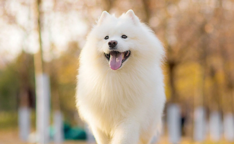 狗狗呼吸快 狗狗呼吸快