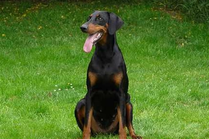 犬隻黑色素瘤成因 犬隻黑色素瘤成因