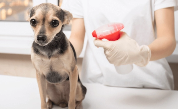犬心孢蟲症狀 犬心孢蟲症狀