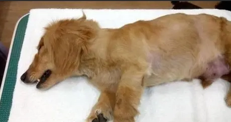 狗腎衰竭安樂死 狗腎衰竭安樂死