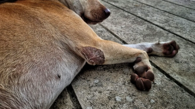 狗狗寄生蟲種類 狗狗寄生蟲種類