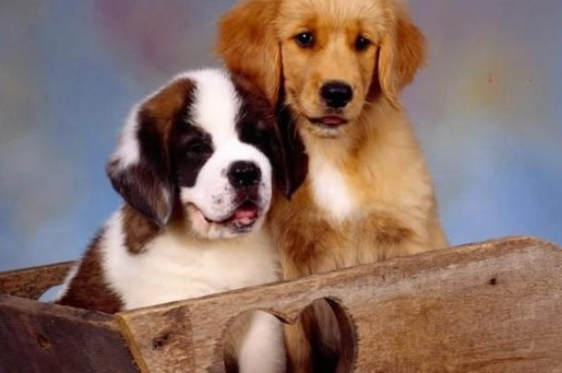 犬隻黑色素瘤成因 犬隻黑色素瘤成因