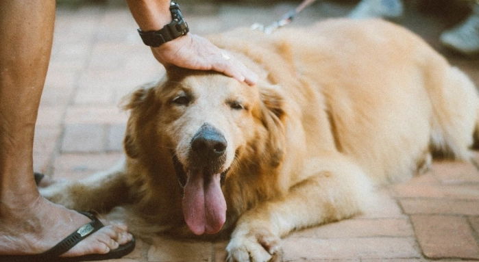 犬前庭疾病症狀 犬前庭疾病症狀