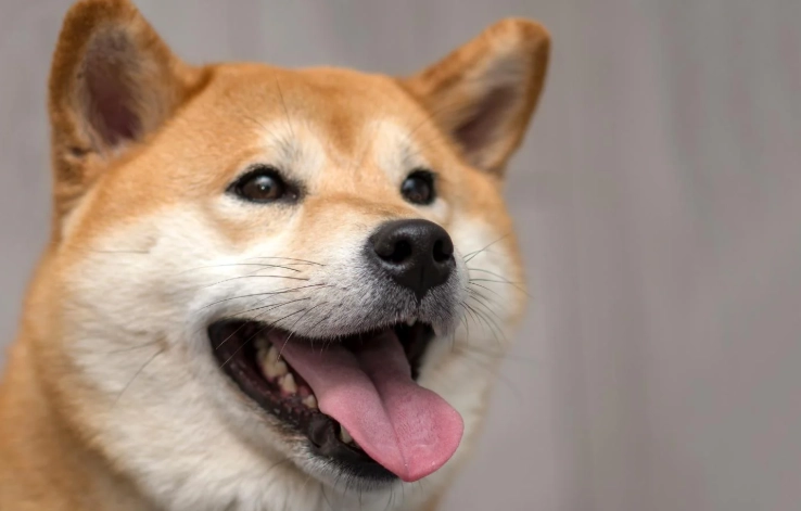 柴犬行為異常 柴犬行為異常