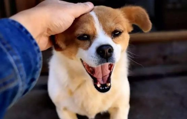 幼犬感冒症狀 幼犬感冒症狀