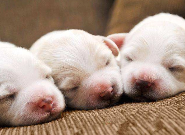 老年犬睡眠問題 老年犬睡眠問題