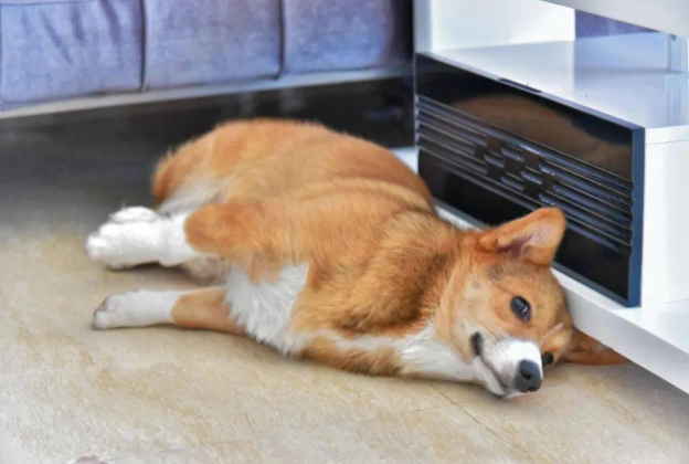 狗狗認知障礙照護 狗狗認知障礙照護