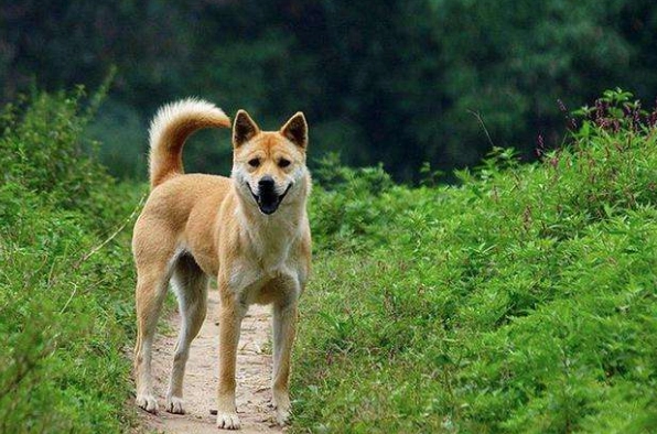 狗狗失眠解決方法 狗狗失眠解決方法