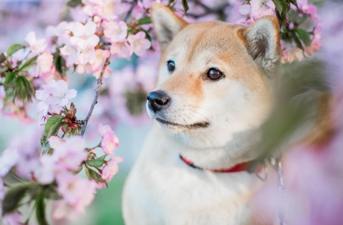 狗狗不搖尾巴原因 狗狗不搖尾巴原因