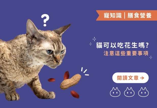 貓咪吃花生安全嗎 貓咪吃花生安全嗎