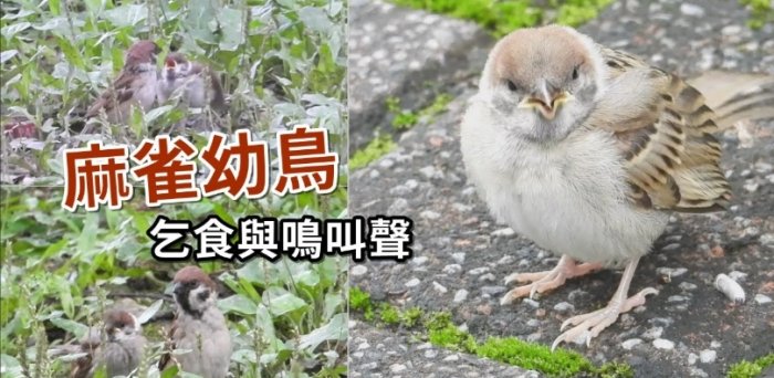 麻雀幼鳥叫聲 麻雀幼鳥叫聲