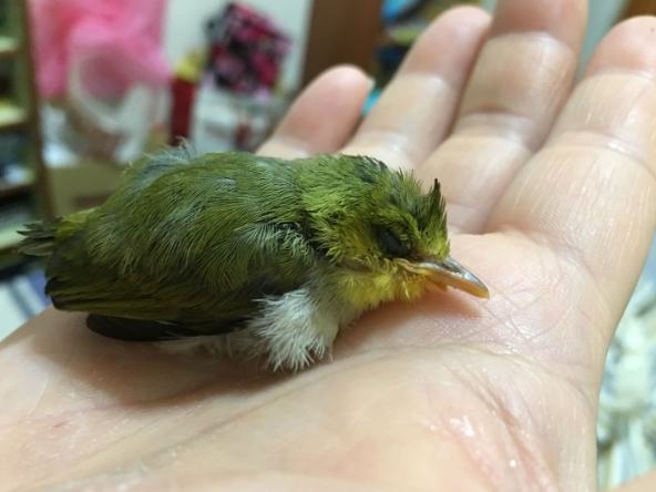 綠繡眼幼鳥照顧 綠繡眼幼鳥照顧
