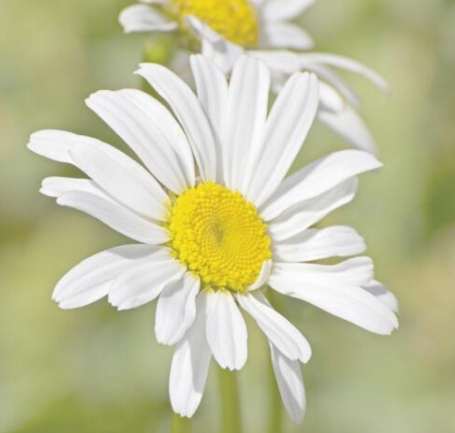 白色雛菊花語意思 白色雛菊花語意思