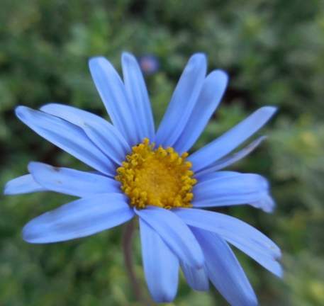 雛菊 花語 藍色