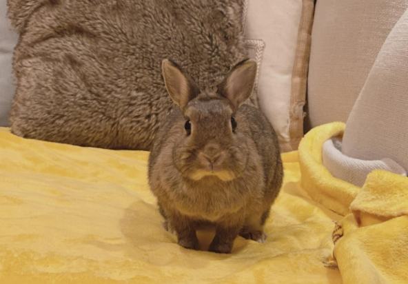 飼養兔子方法 飼養兔子方法