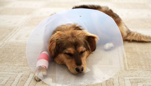 狗狗肺積水 狗狗肺積水