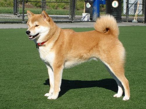 柴犬性格