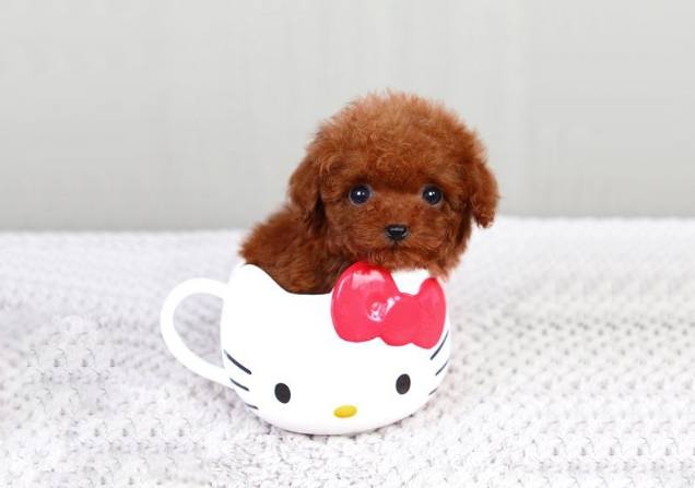 茶杯犬价格 茶杯犬价格
