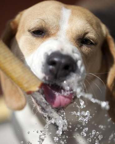 狗狗一直喝水 狗狗一直喝水