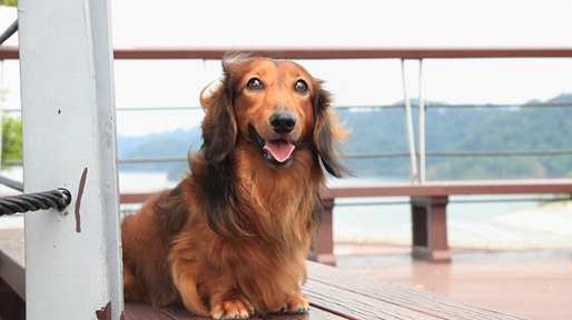 長毛臘腸飼養