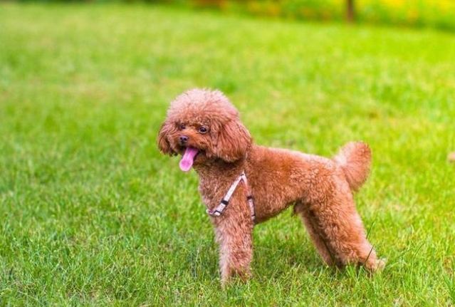 泰迪犬健康 泰迪犬健康