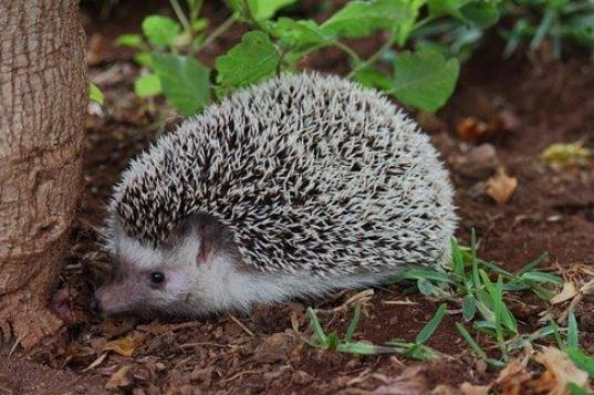 刺蝟飼養 刺蝟飼養