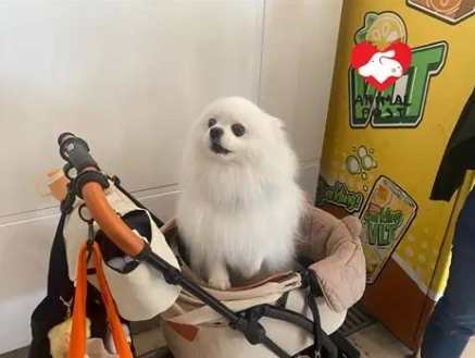 高鐵狗狗規定 高鐵狗狗規定
