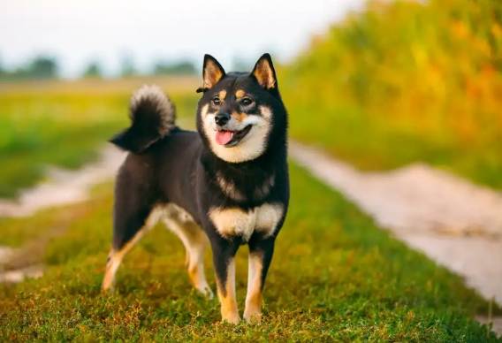 柴犬吠叫
