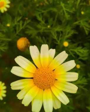 雛菊花語橘色 雛菊花語橘色