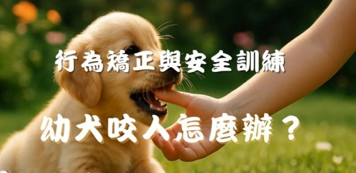 狗狗行為問題訓練