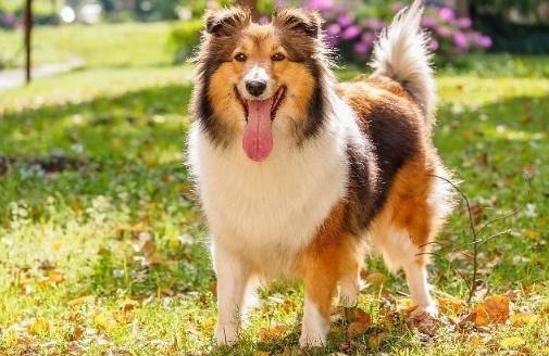 喜樂蒂牧羊犬壽命因素