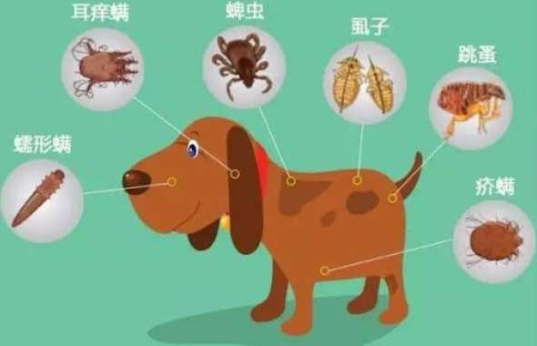 狗狗寄生虫症狀 狗狗寄生虫症狀