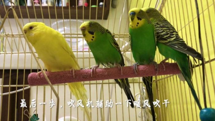 虎皮鸚鵡洗澡年齡 虎皮鸚鵡洗澡年齡