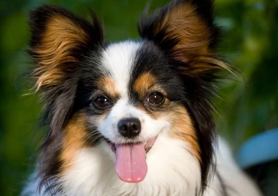 蝴蝶犬飼養問題 蝴蝶犬飼養問題