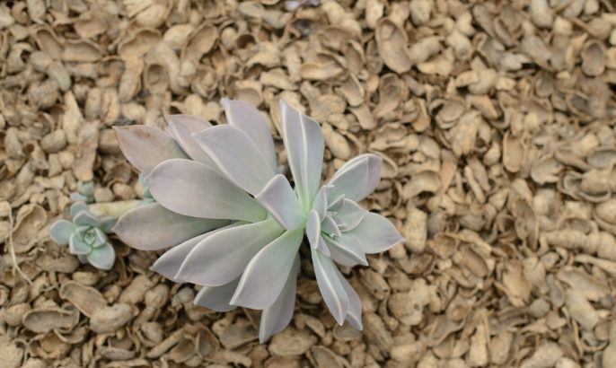 石蓮花健康益處